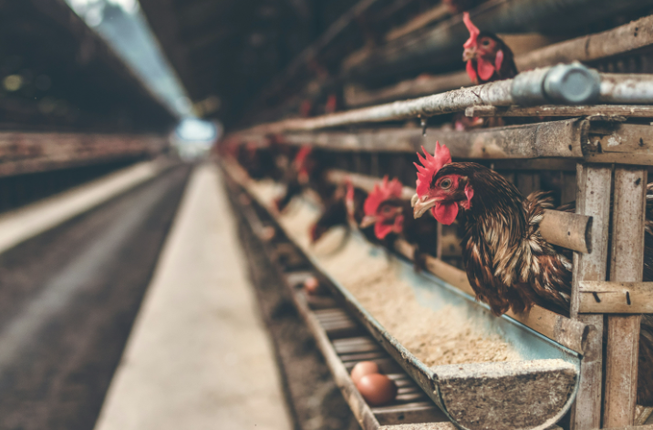 CRISIS SANITARIA Y COMERCIAL: EL IMPACTO DE LA GRIPE AVIAR EN LAS EXPORTACIONES CHILENAS