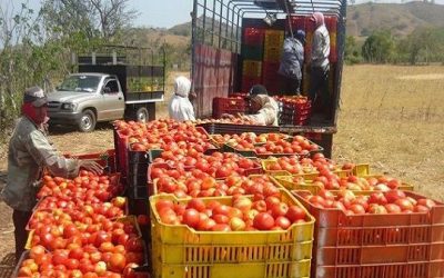 DEL VALLE DE AZAPA A ARGENTINA: EL PASO DE JAMA ABRE UNA ALTERNATIVA PARA LA EXPORTACIÓN DE TOMATES