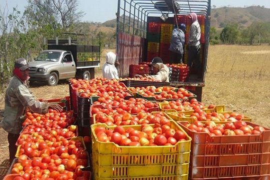 DEL VALLE DE AZAPA A ARGENTINA: EL PASO DE JAMA ABRE UNA ALTERNATIVA PARA LA EXPORTACIÓN DE TOMATES